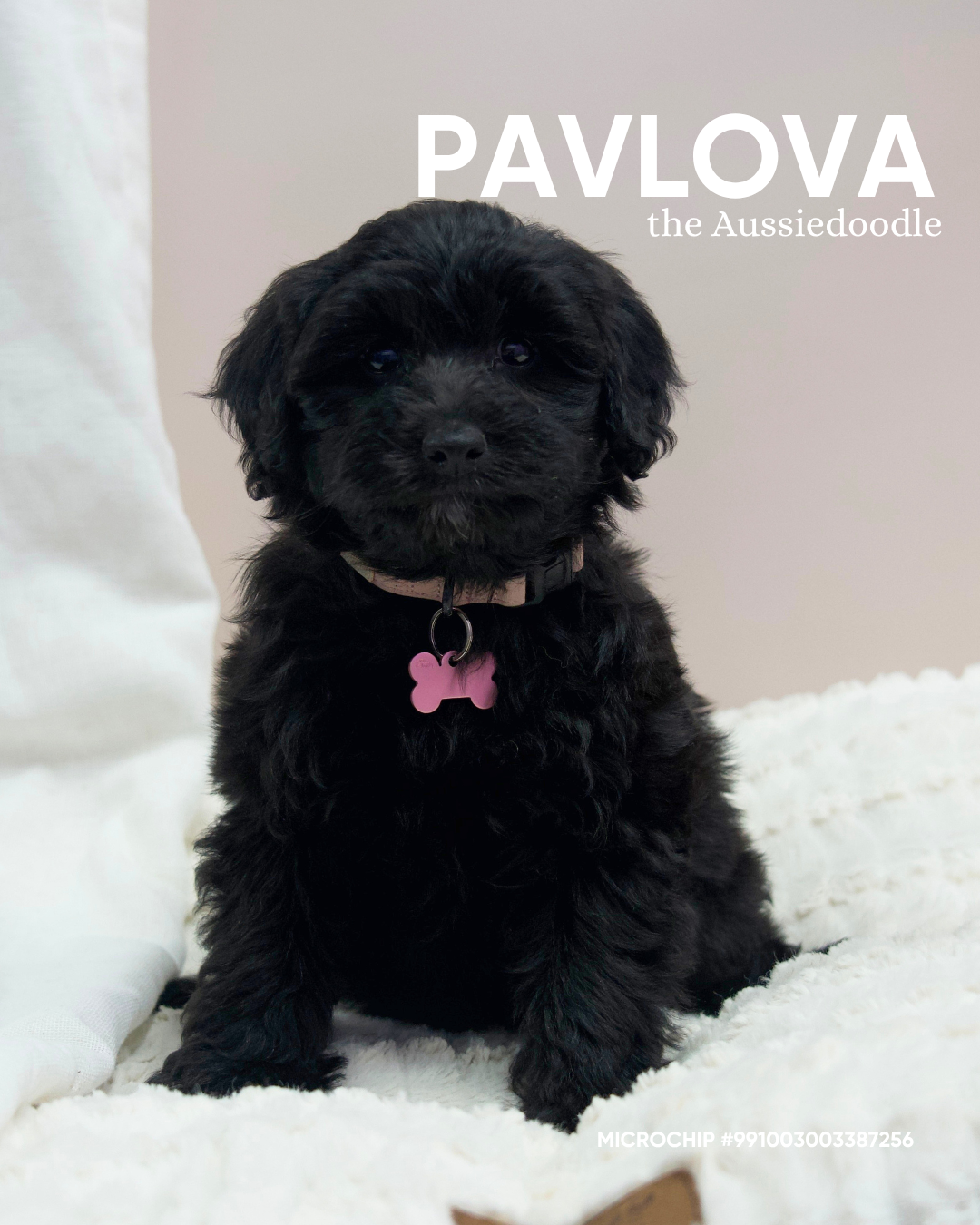 Pavlova