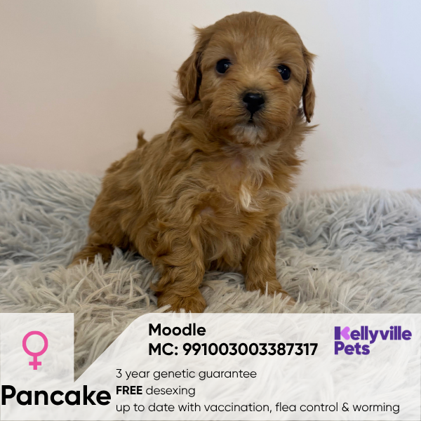 Pancake