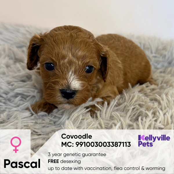 Pascal