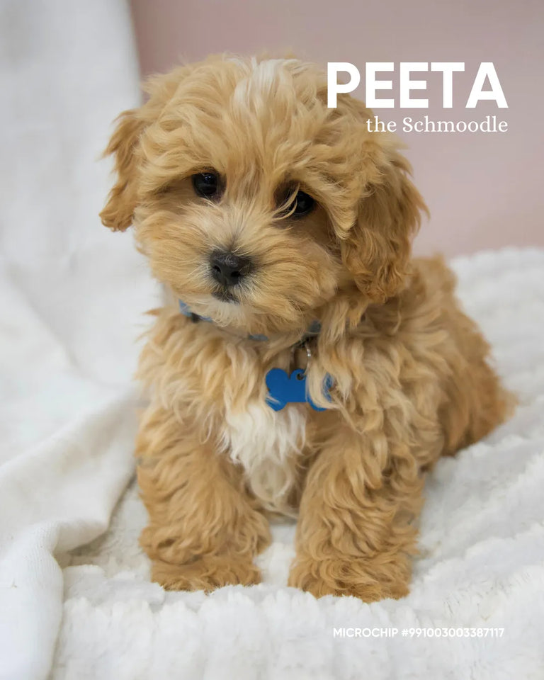 Peeta