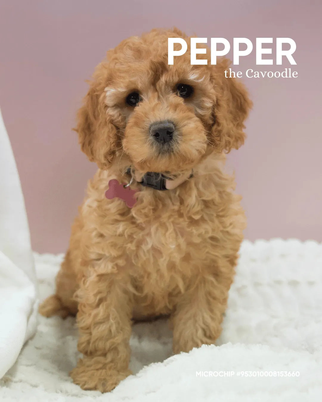 Pepper