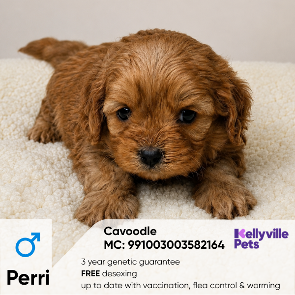 Perri