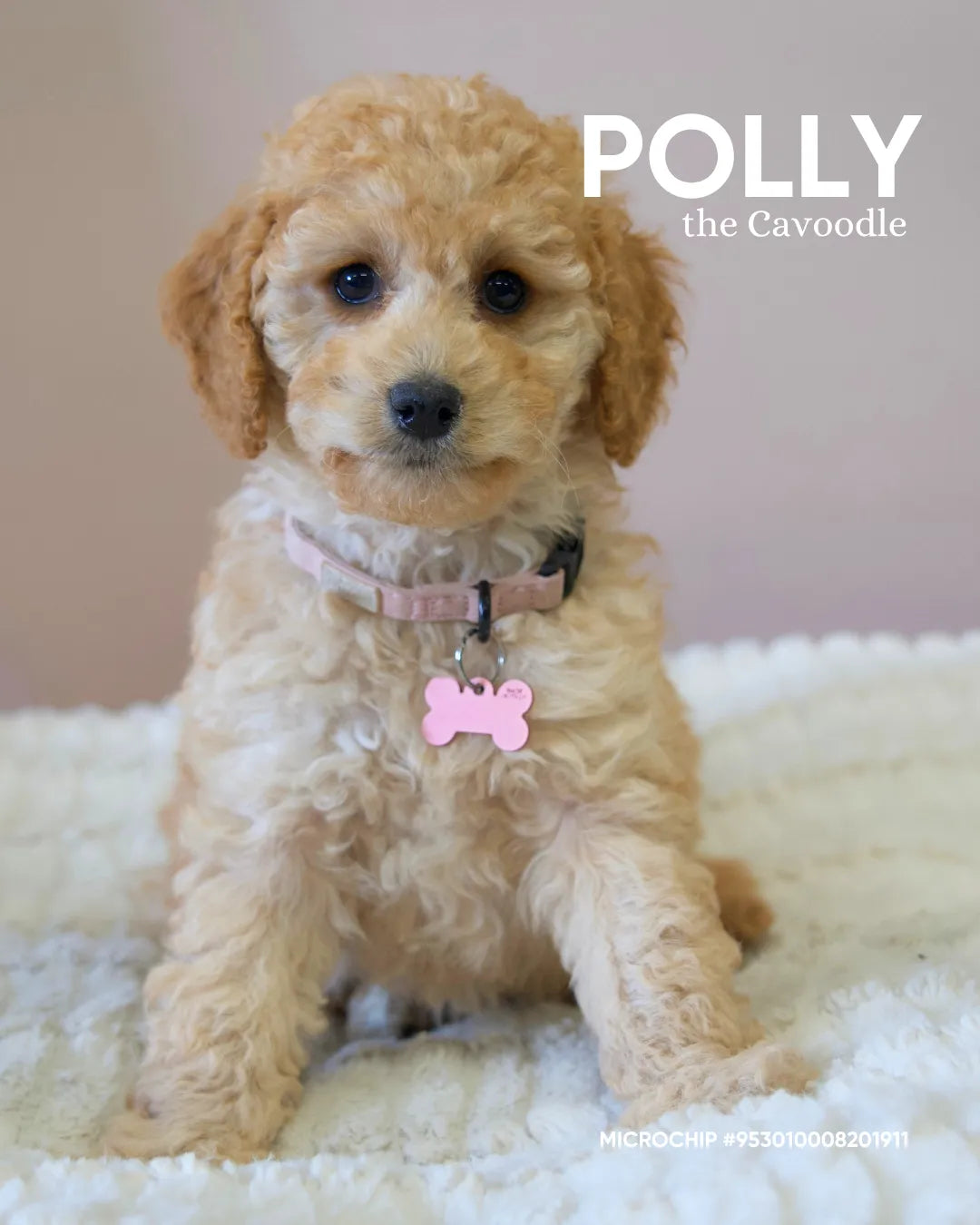 Polly