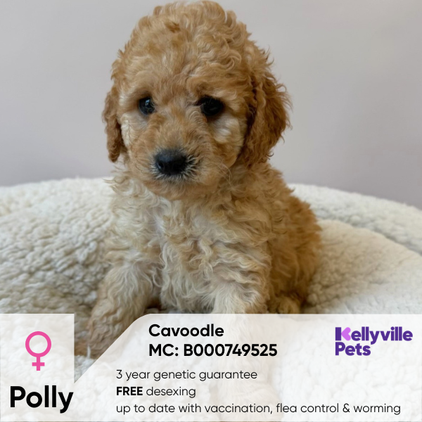 Polly