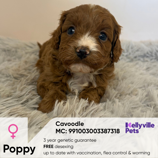 Poppy