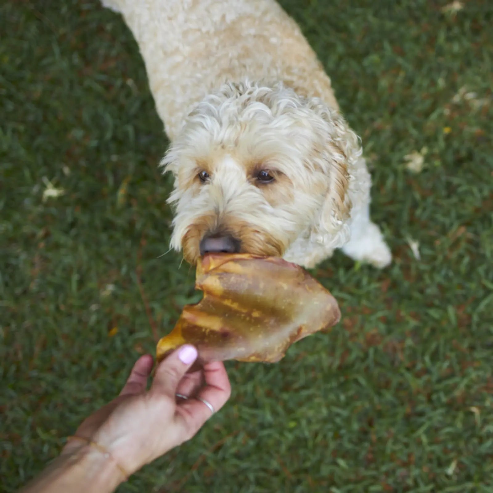Prime Cuts Pig Ears Dog Treats Prime Cuts