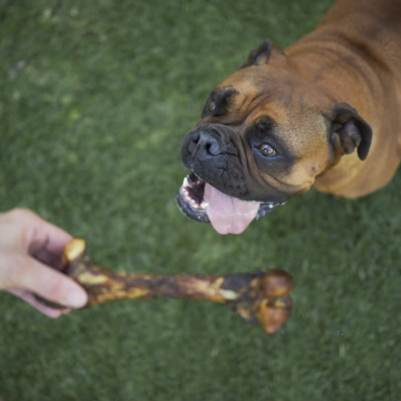 Prime Cuts Pork Bone Prime Cuts