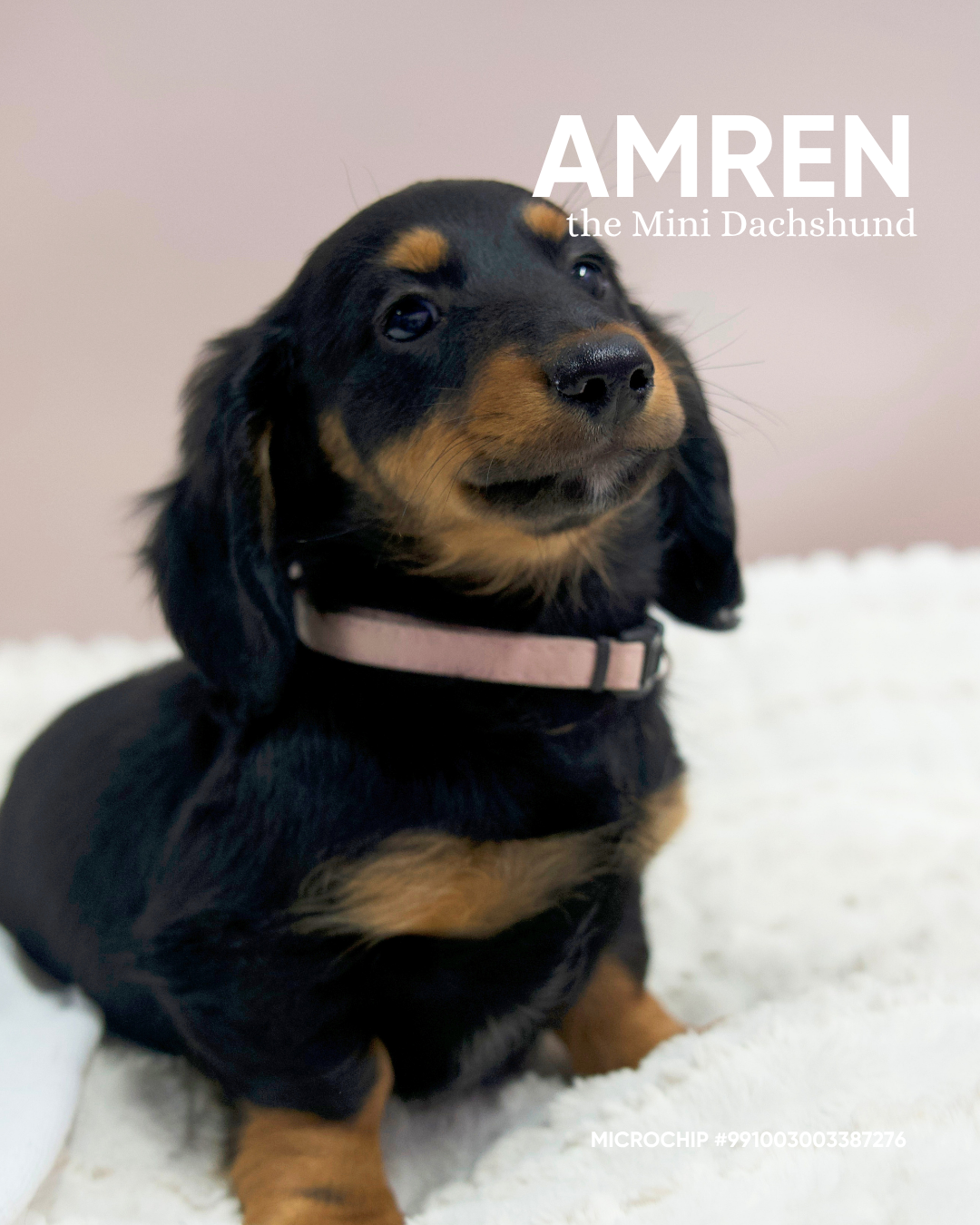 Amren