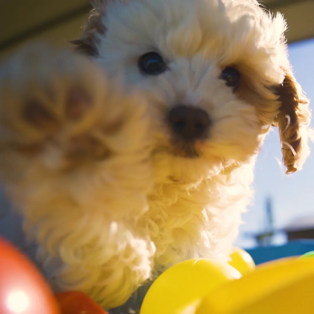 Closeup Puppy Face