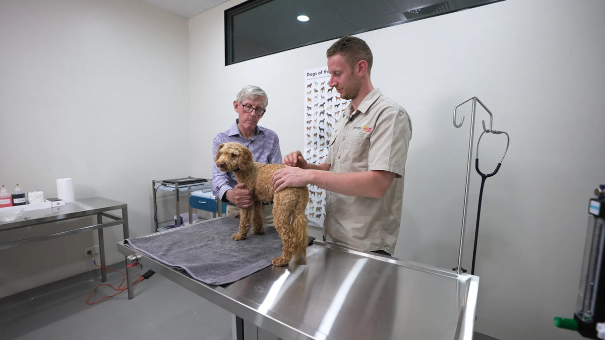 Dog examined by vet