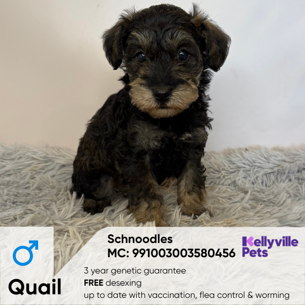 Quail