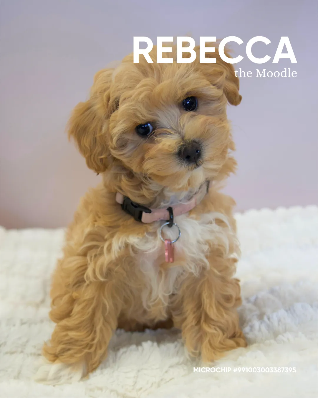 Rebecca