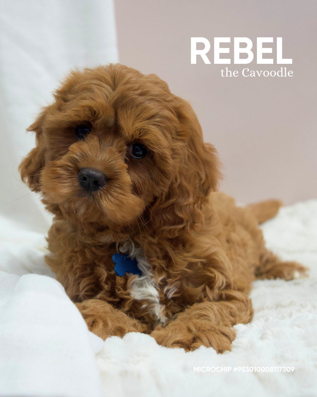 Rebel
