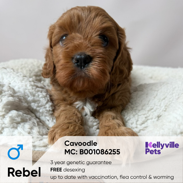 Rebel