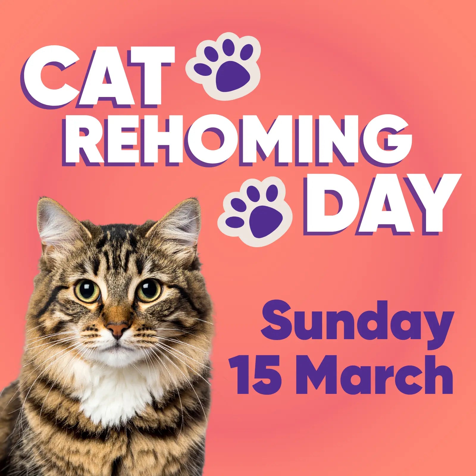Rescue Cat Rehoming Day None