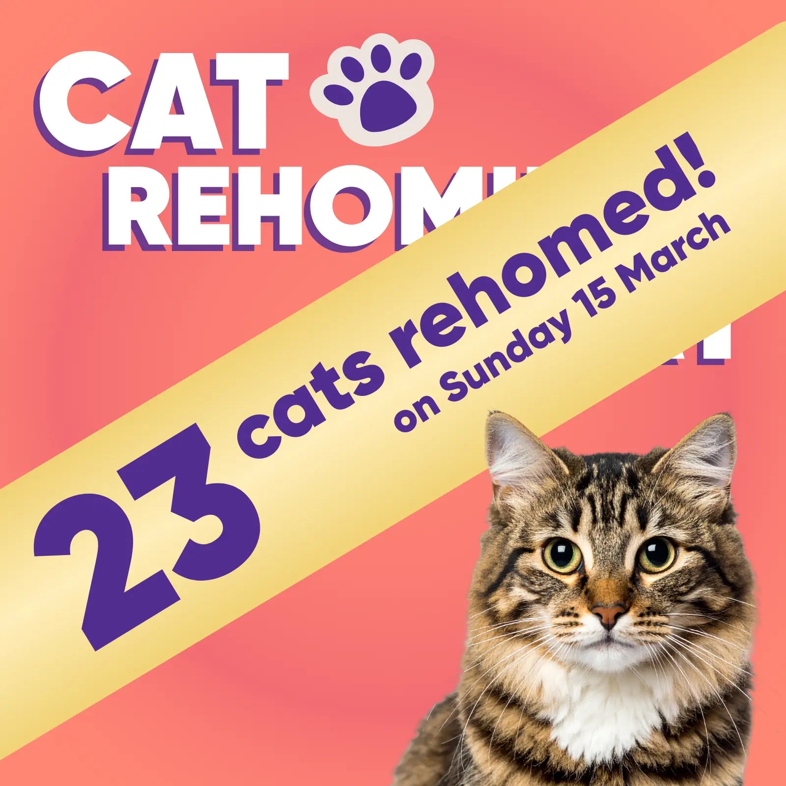 Rescue Cat Rehoming Day None