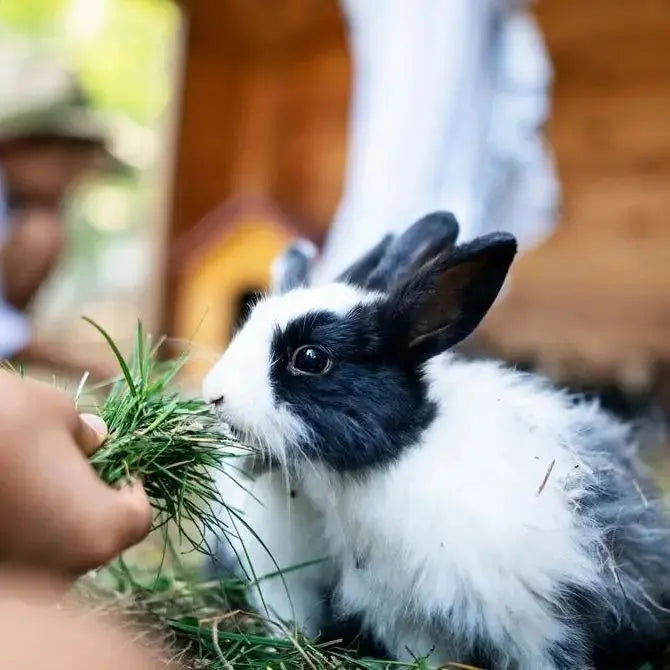 Rescue Rabbit Day - with the Rabbit Sanctuary None