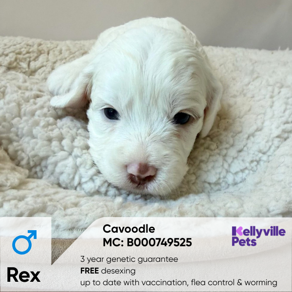 Rex