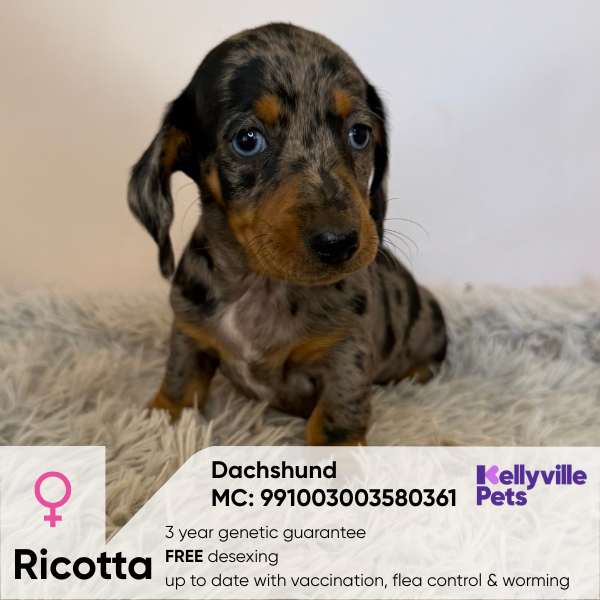 Ricotta