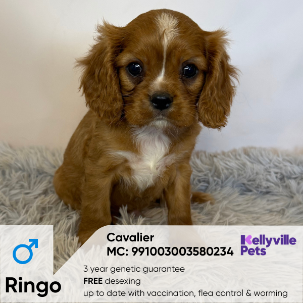 Ringo