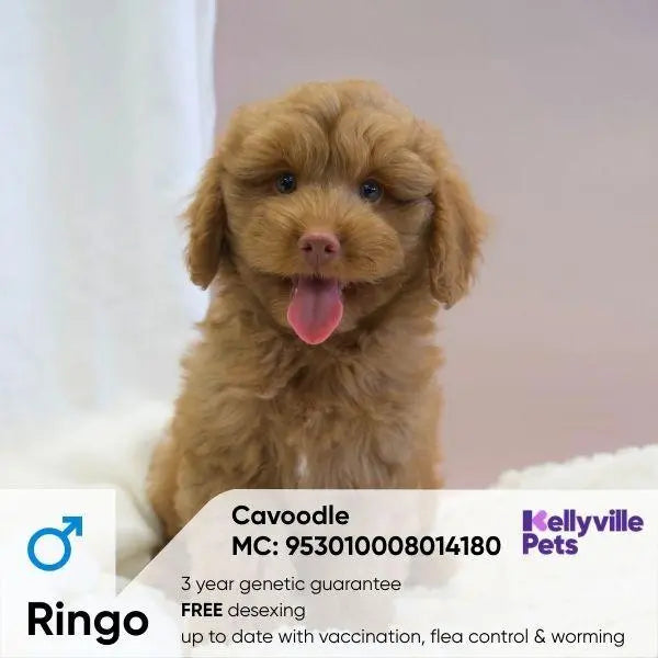 Cavoodle Puppies Sydney