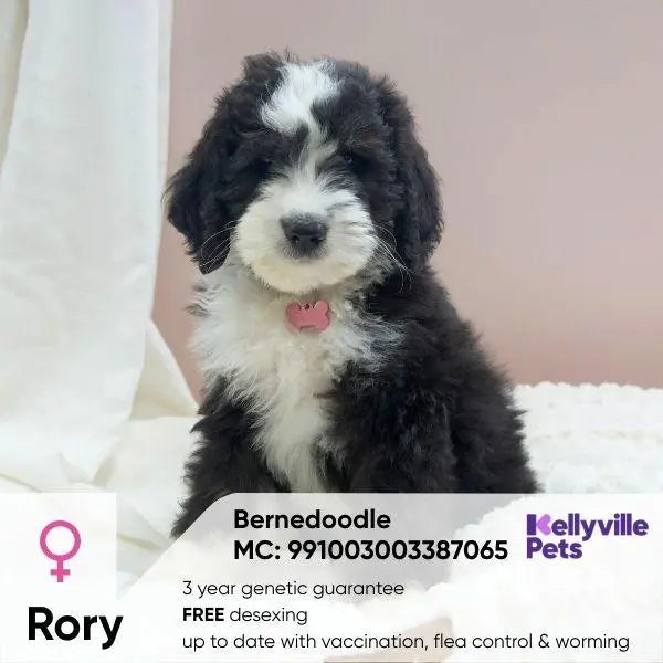 Rory_The_Bernedoodle