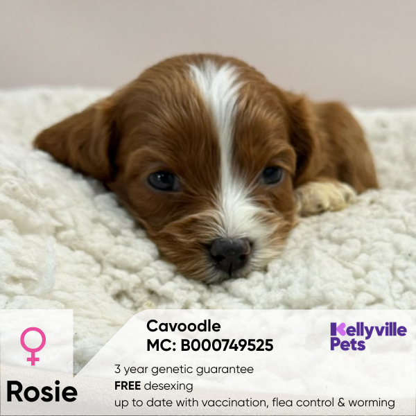 Rosie