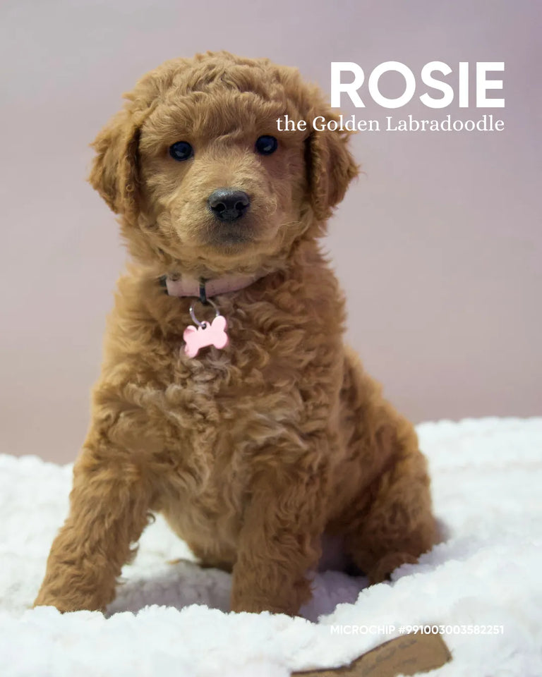 Rosie