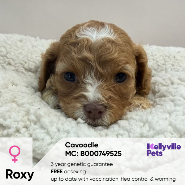 Roxy