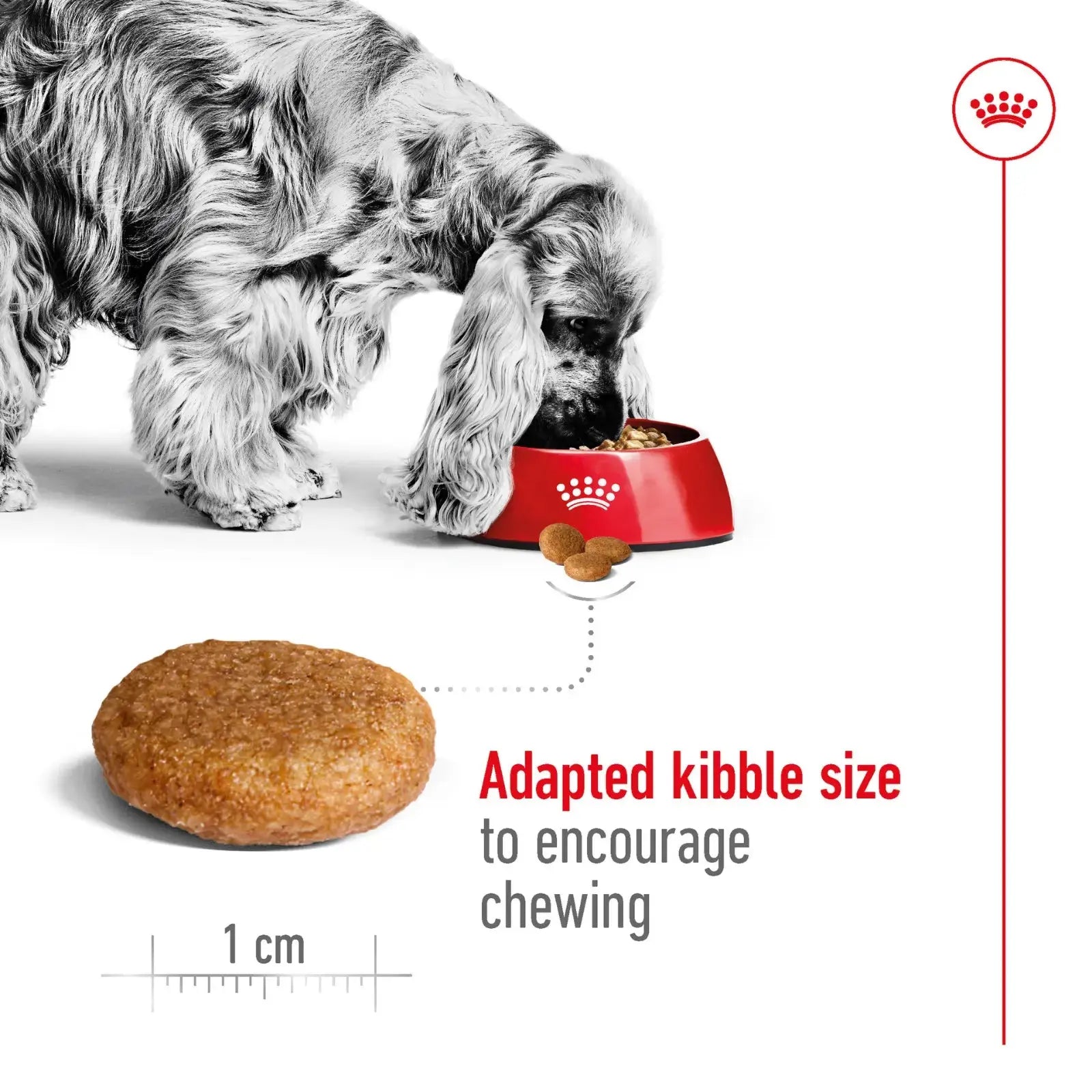 Royal Canin Dog Food Adult Medium Royal Canin