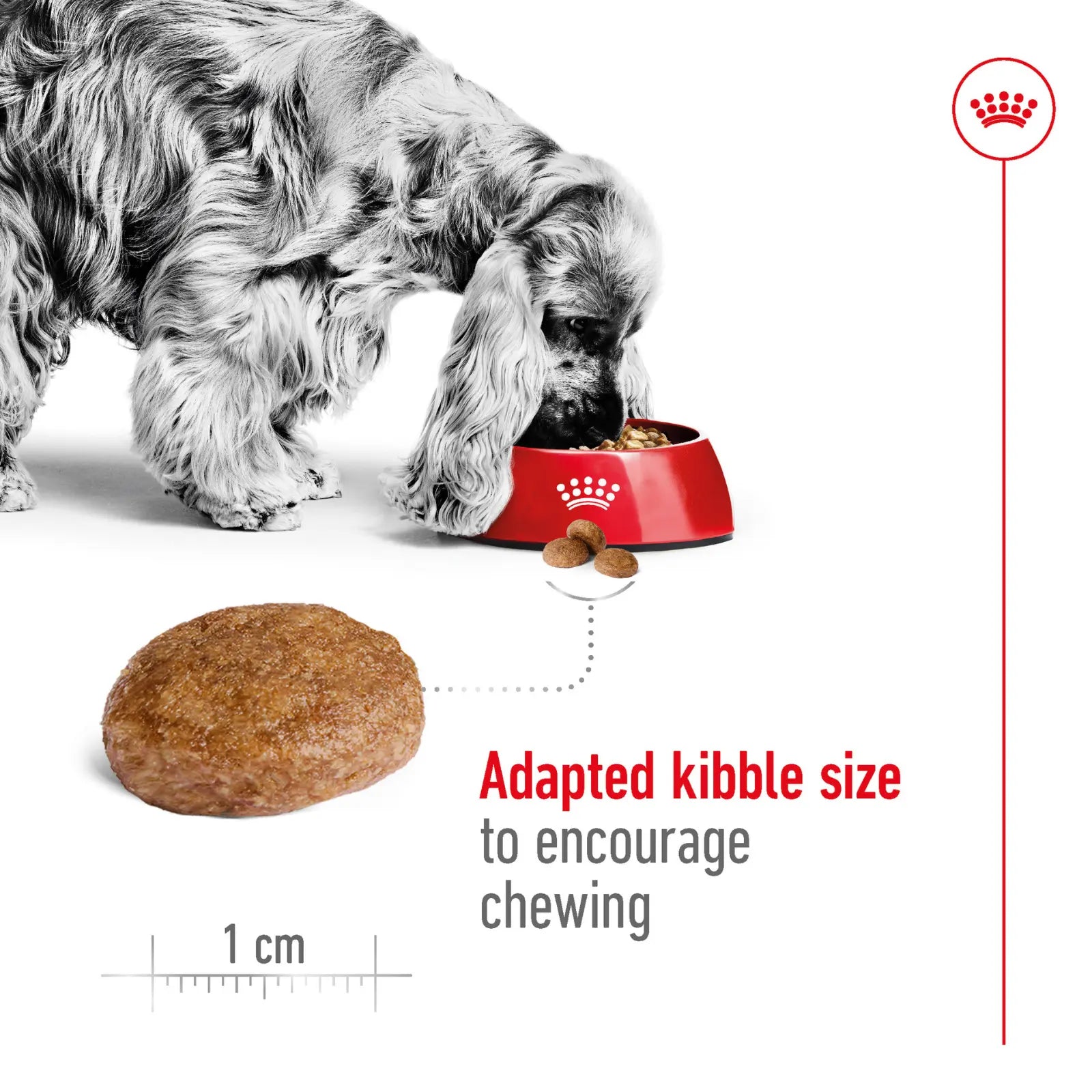 Royal Canin Dog Food Adult 7+ Medium Royal Canin