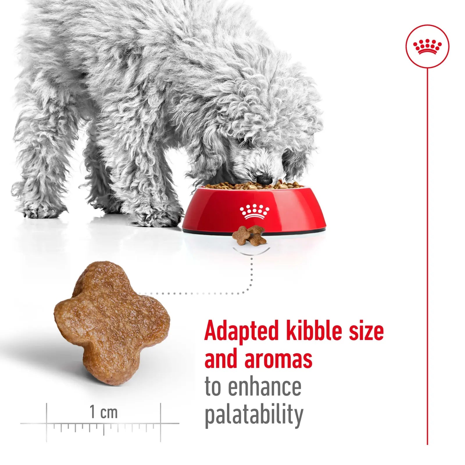 Royal Canin Dog Food Adult 8+ Mini Royal Canin