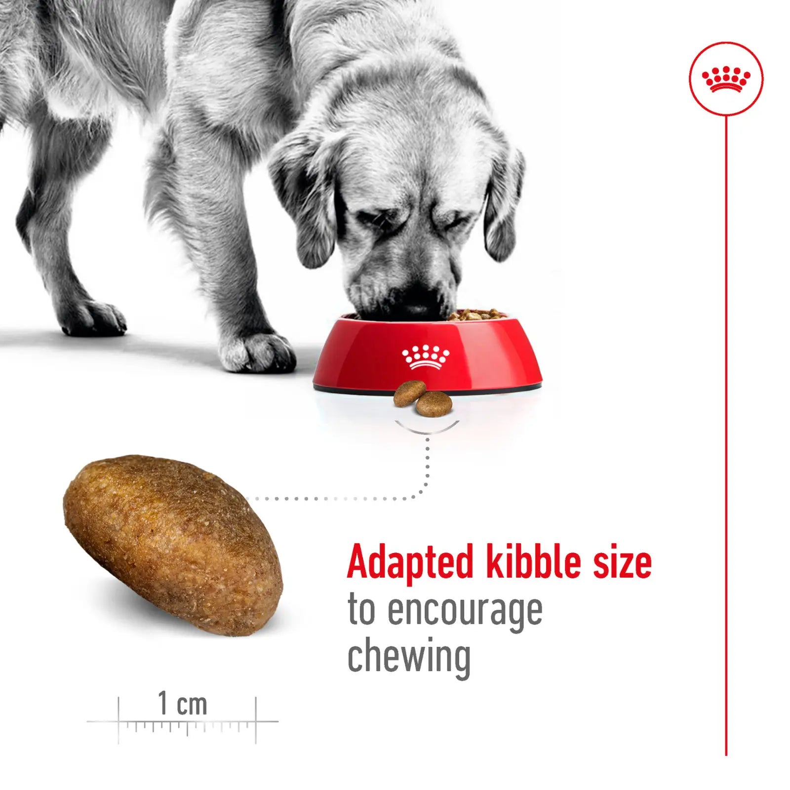 Royal Canin Dog Food Adult Maxi Royal Canin