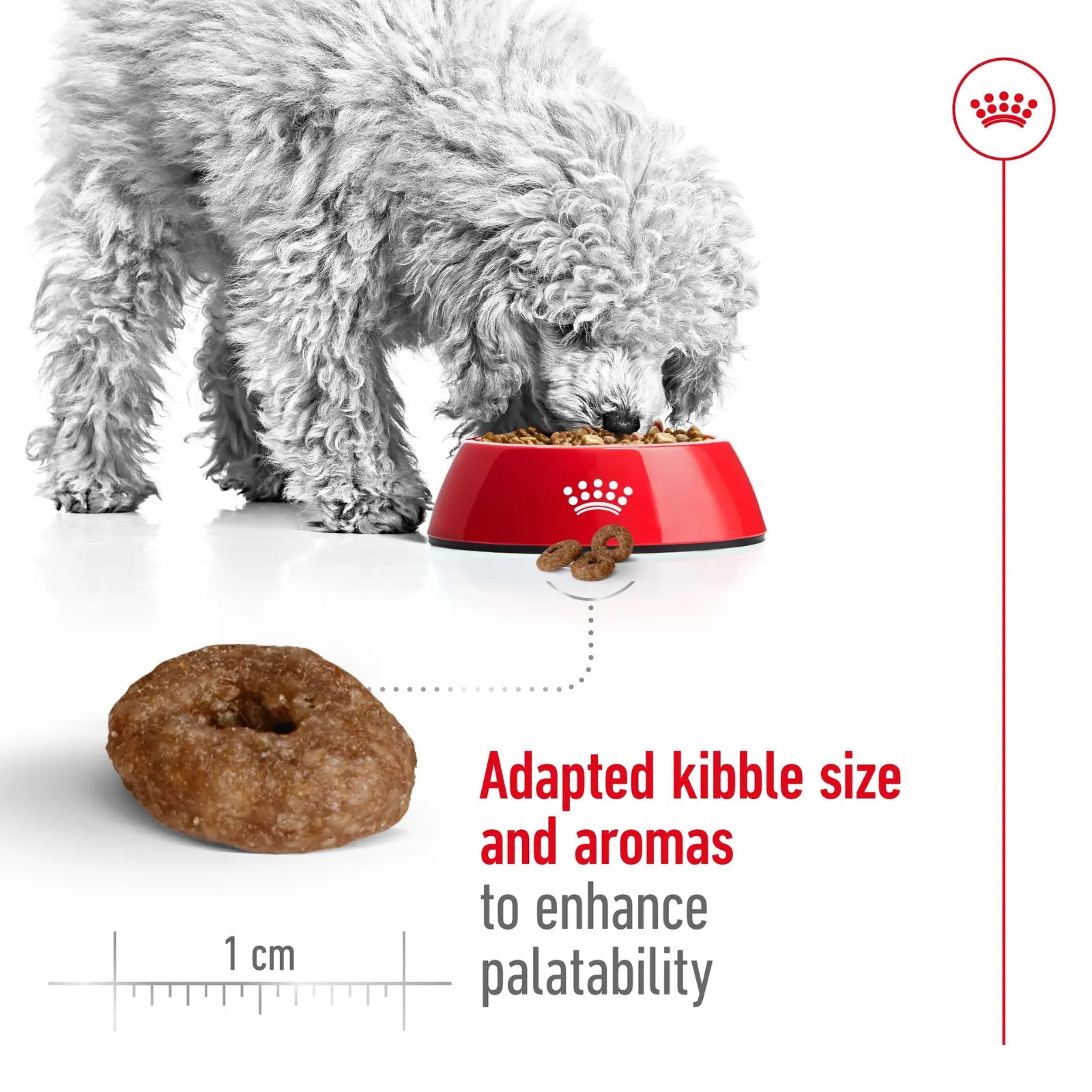 Royal Canin Dog Food Ageing 12+ Mini Royal Canin