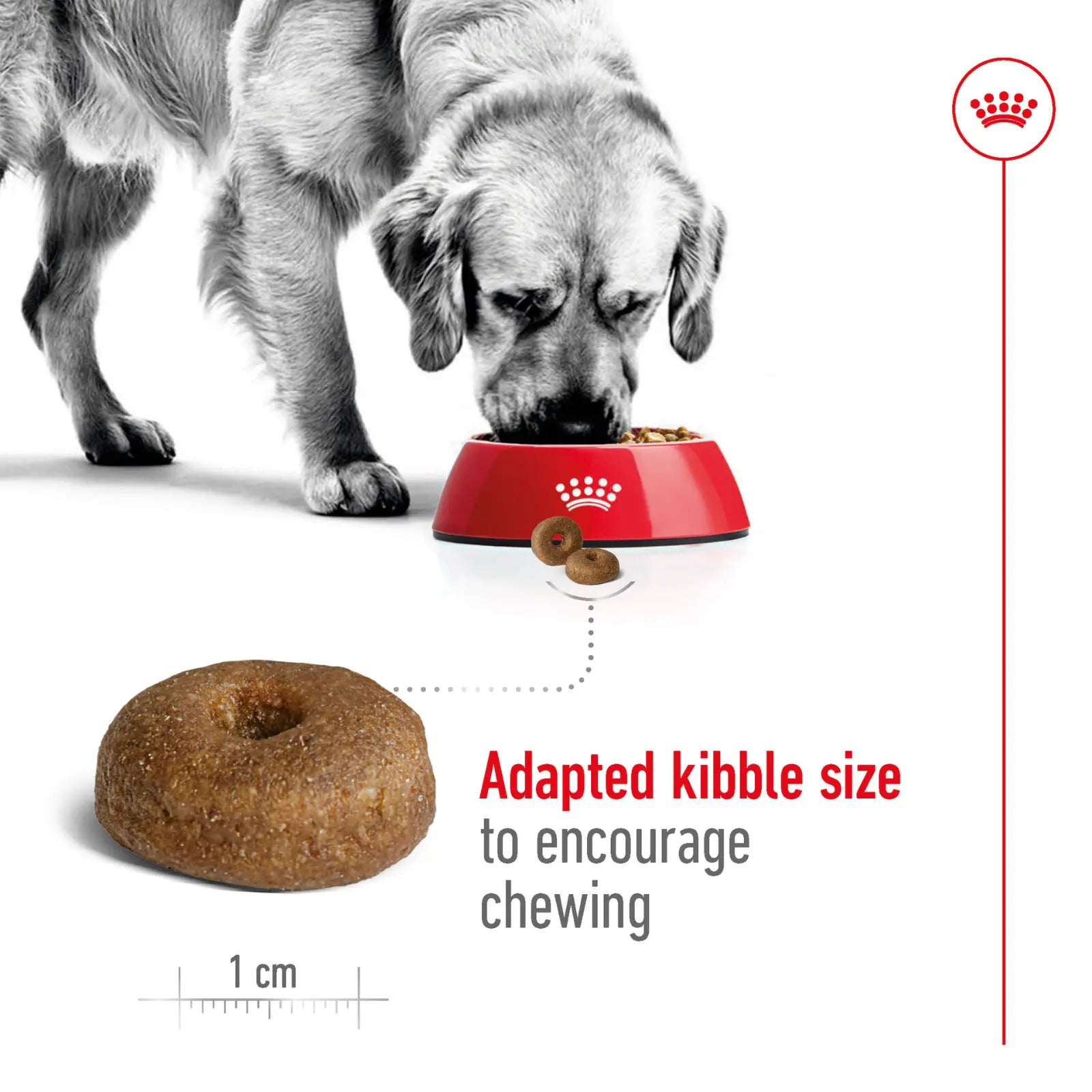 Royal Canin Dog Food Ageing 8+ Maxi Royal Canin