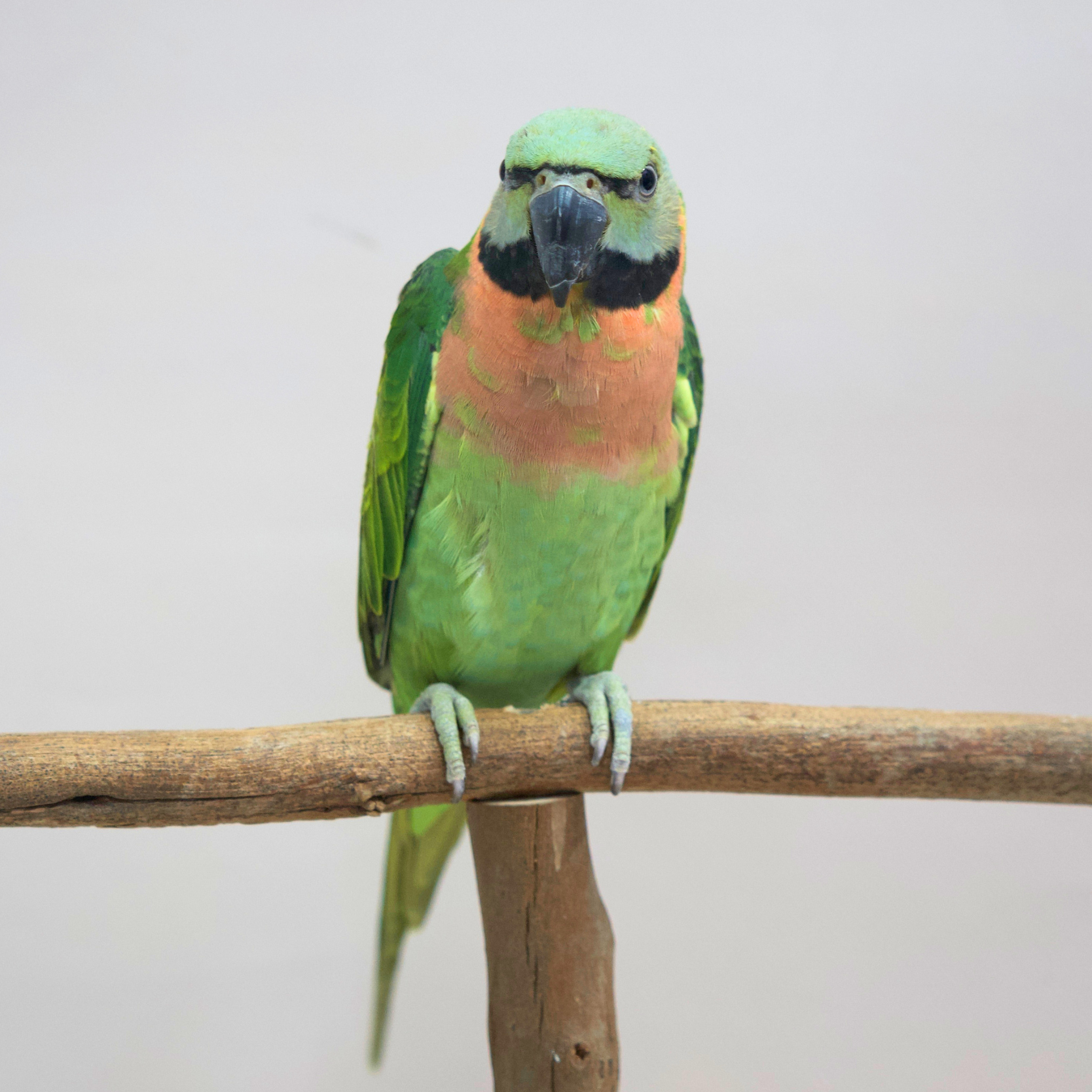 Meet Rune - Moustache Parrot