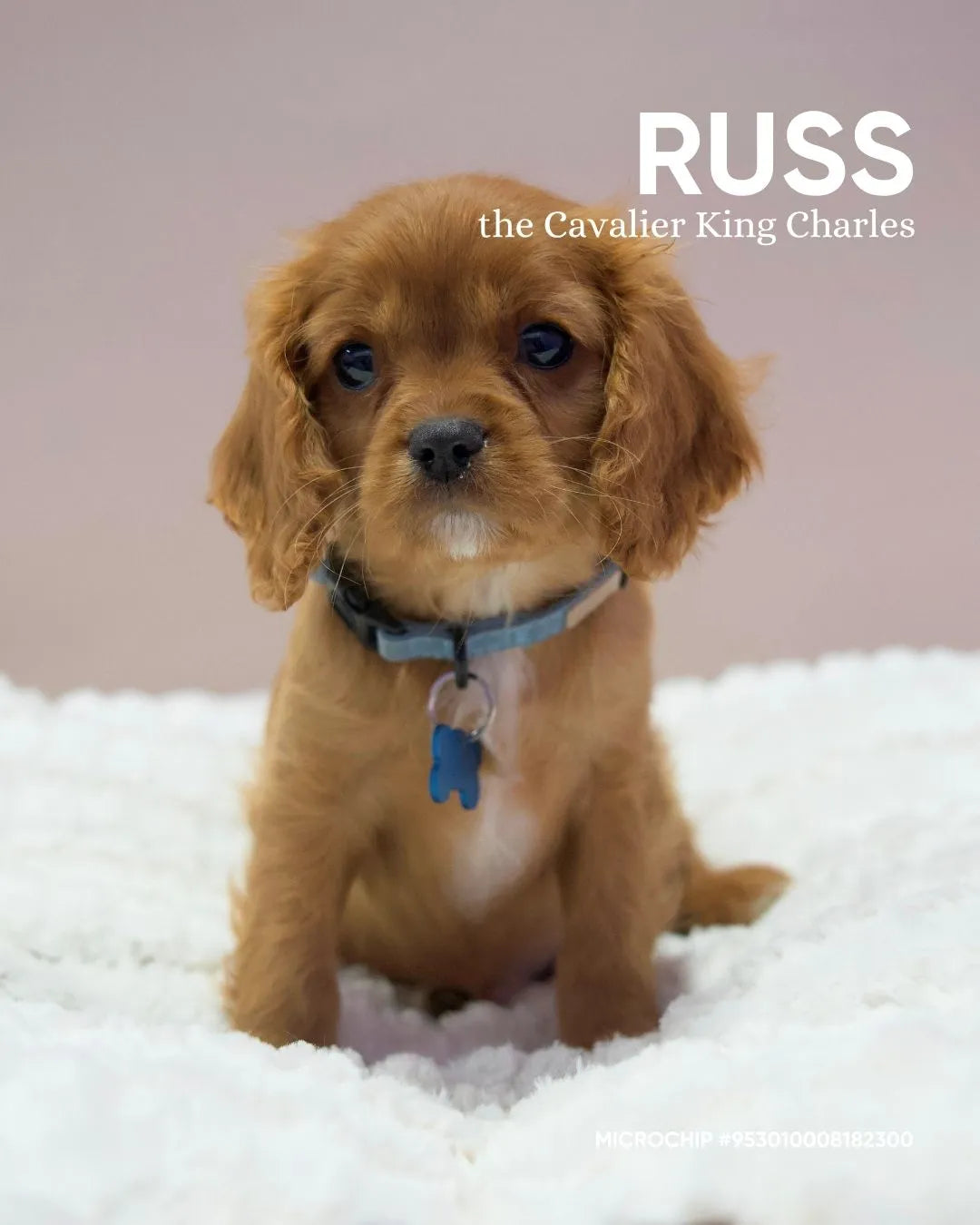 Russ