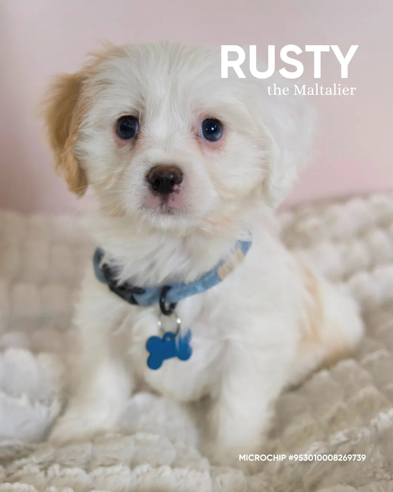 Rusty