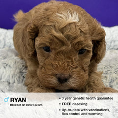 Ryan the Cavoodle