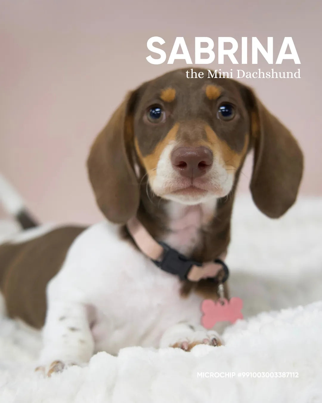 Sabrina