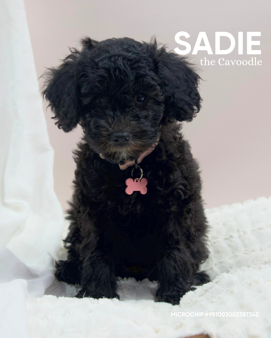 Sadie
