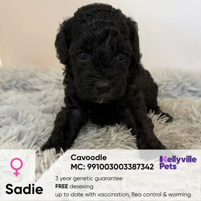 Sadie Hazel