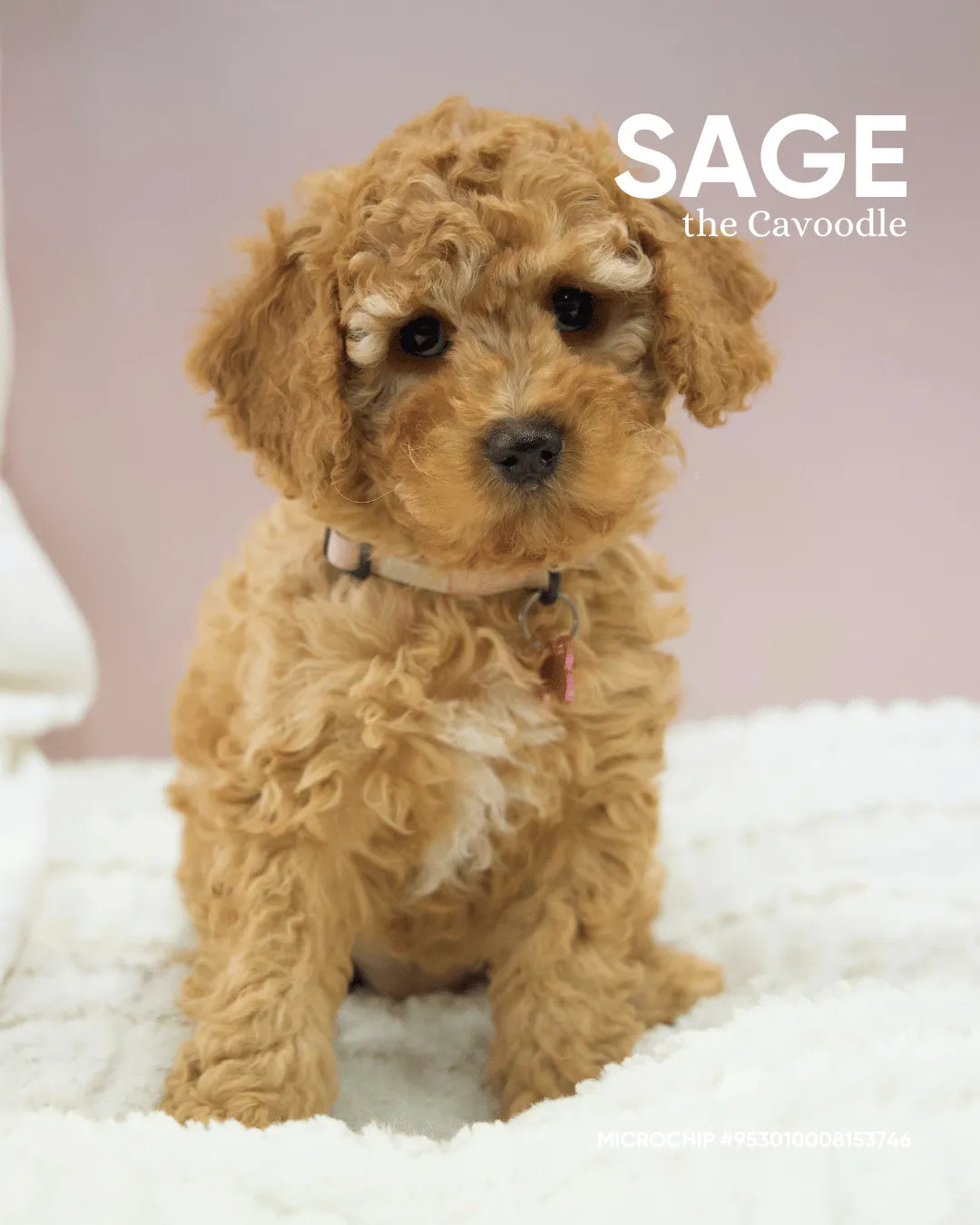Sage