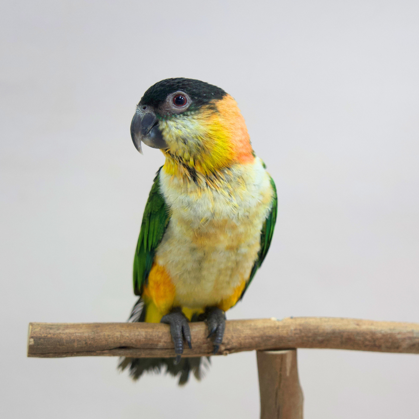Meet Salsa - Black-Headed Caique