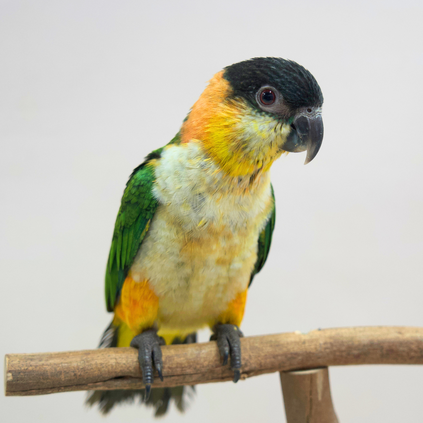 Meet Salsa - Black-Headed Caique