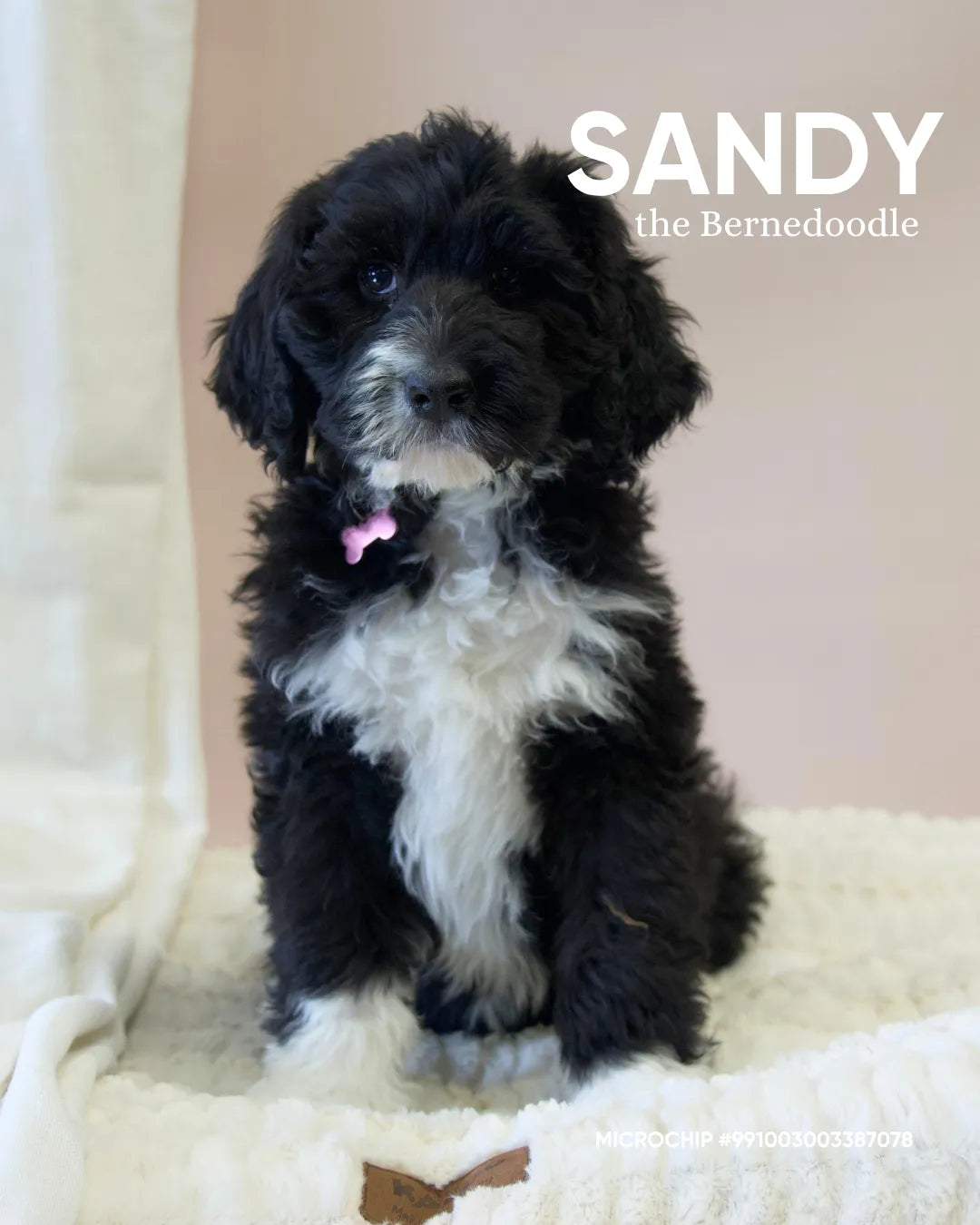 Sandy