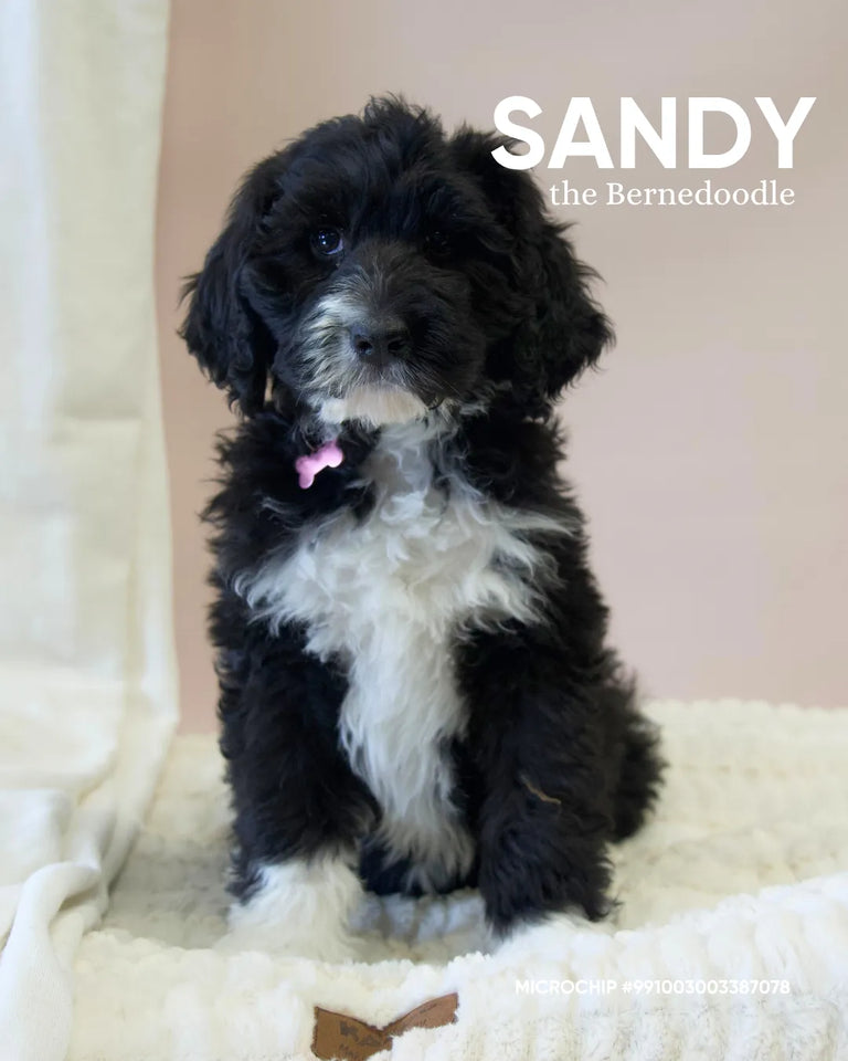 Sandy