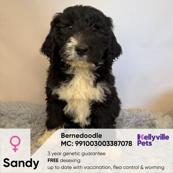 Sandy