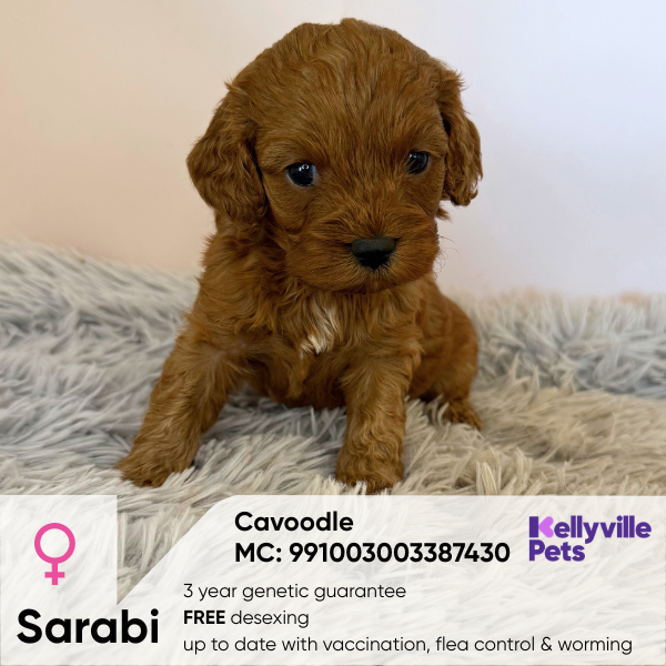 Sarabi