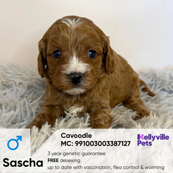 Sascha
